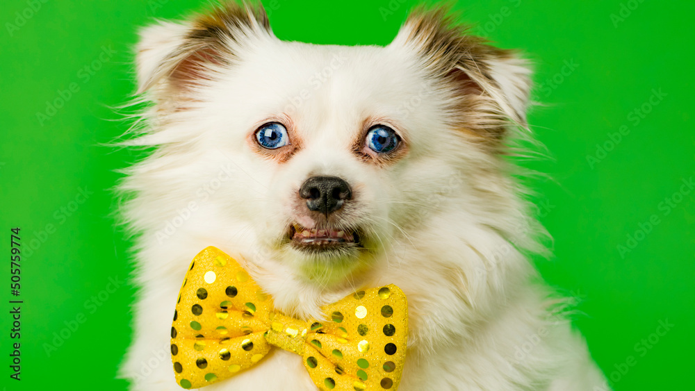 Αυτοκόλλητο Fluffy white dog with bowtie on green background