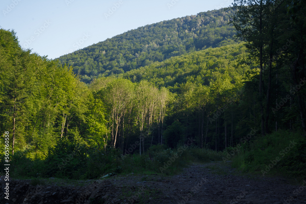 beautiful Carpathian mountains forest with green grass and dark trees trunks in hot summer day, contrast light beautiful Carpathian mountains forest with green grass and dark trees trunks in hot summer day, contrast light