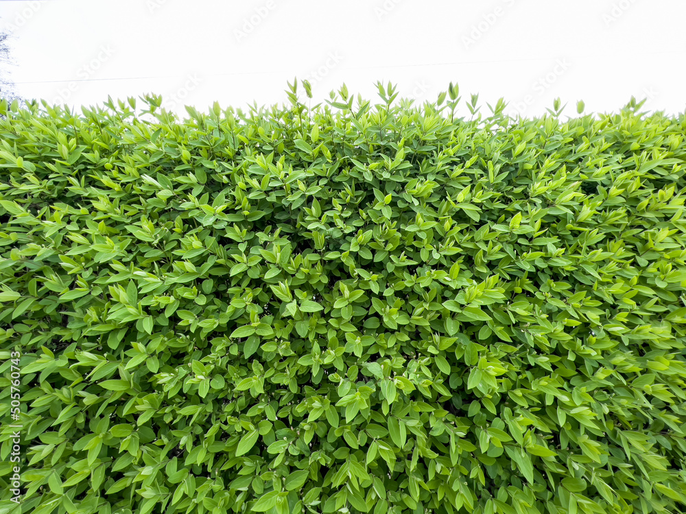 Green natural background, a hedge of a creeper in the spring with young, green leaves,