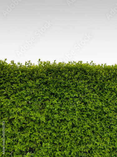 Green natural background, a hedge of a creeper in the spring with young, green leaves,