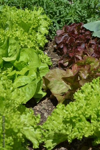salad patch in a home garden