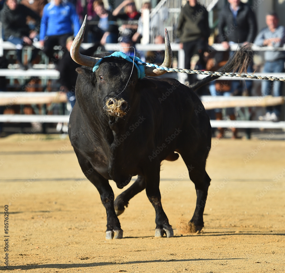 toro bravo español con grandes cuernos en una plaza de toros durante un espectaculo taurino toro bravo español con grandes cuernos en una plaza de toros durante un espectaculo taurino