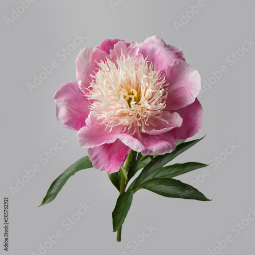 Delicate pink peony flower  isolated on a gray background.