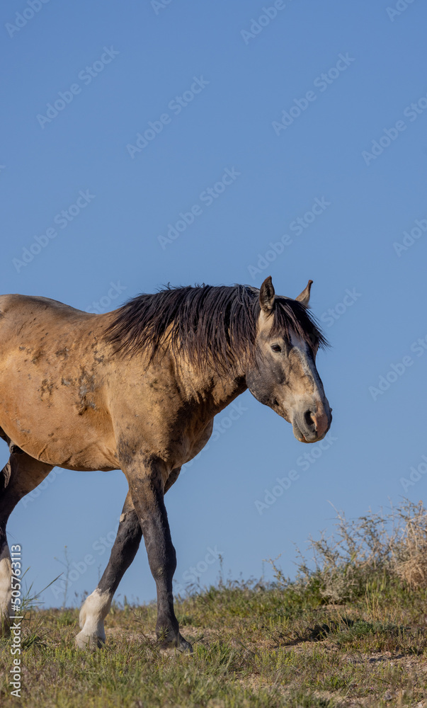 Beautiful Wild Horse in Springtime in the Utah Desert Beautiful Wild Horse in Springtime in the Utah Desert