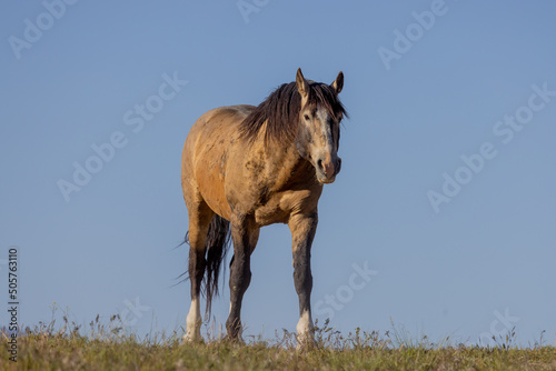 Beautiful Wild Horse in Springtime in the Utah Desert