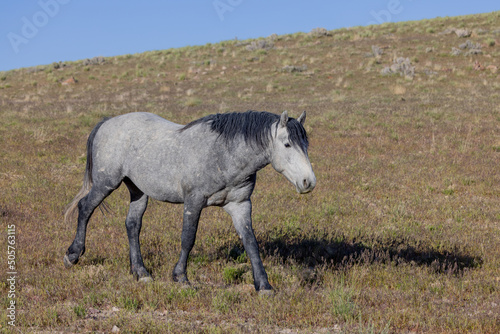 Beautiful Wild Horse in Springtime in the Utah Desert © natureguy