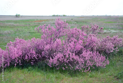 Bush of blooming pink tamarisk against the background of green steppe. photo