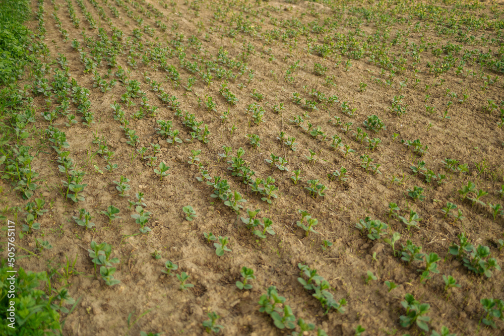 Agriculture, soy plant in field, spring, selective focus Agriculture, soy plant in field, spring, selective focus