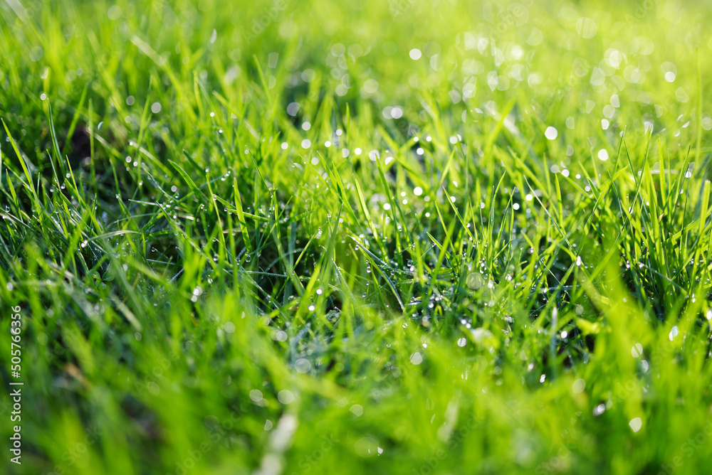 Fototapeta premium pelouse et gouttes de pluie