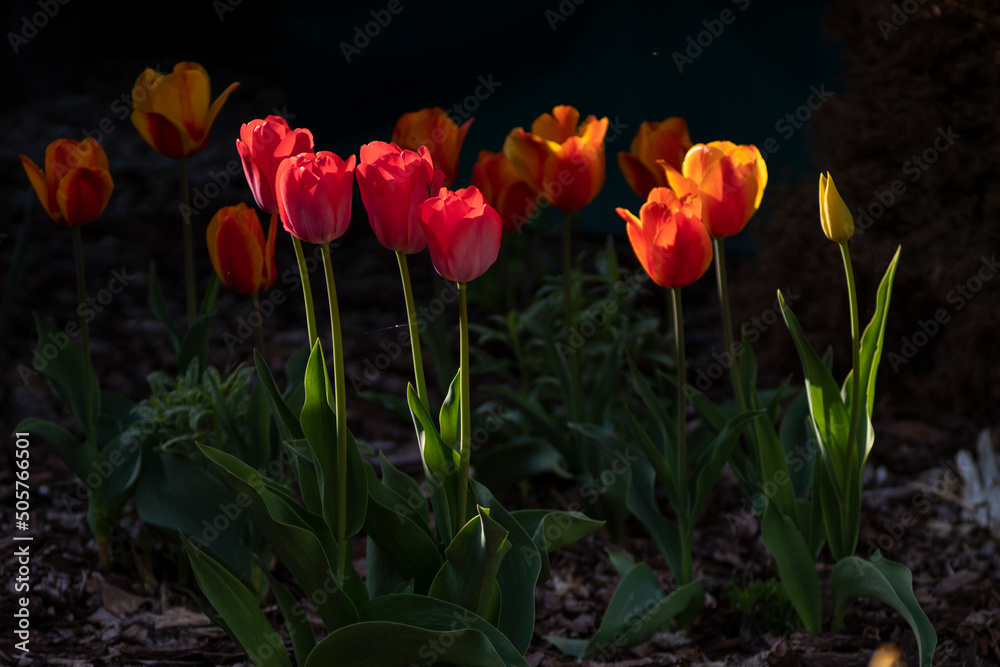 Naklejka premium Tulipany, tulipany w ogrodzie, kwiaty tulipanów, kolory wiosny, wiosenne kwiaty, kwiaty i swiatło, kwiaty oświetlone promieniami słońca, Macro kwiaty, macro tulipany, Tulips, tulips in the garden, tul
