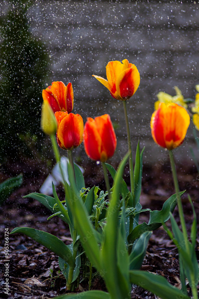 Tulipany w czasie deszczu, podlewanie kwiatów, kwiaty i woda, macro woda, tulipany, kwiaty, deszcz, podlewanie, Tulips in the rain, watering flowers, flowers and water, macro water, tulips, flowers,   - obrazy, fototapety, plakaty 