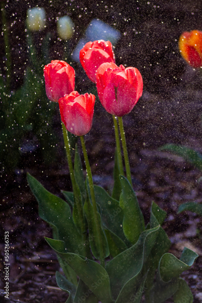 Fototapeta premium Tulipany, tulipany w ogrodzie, kwiaty tulipanów, kolory wiosny, wiosenne kwiaty, kwiaty i swiatło, kwiaty oświetlone promieniami słońca, Macro kwiaty, macro tulipany, Tulips, tulips in the garden, tul
