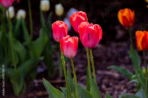 Tulipany, tulipany w ogrodzie, kwiaty tulipanów, kolory wiosny, wiosenne kwiaty, kwiaty i swiatło, kwiaty oświetlone promieniami słońca, Macro kwiaty, macro tulipany, Tulips, tulips in the garden, tul © Follow the Sun