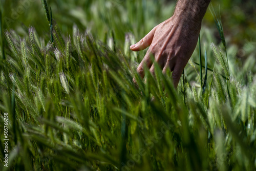 Triticale and male Hand Caressing Foxtail Barley (Hordeum Jubatum), Close-up of wild barley, Moldova photo