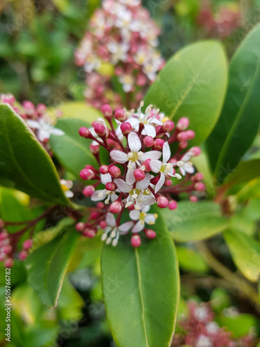 flowering Japanese skimmia (in german Japanischen Fruchtskimmie) Skimmia japonica photo