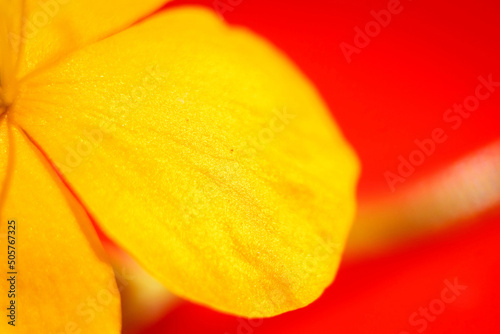 Close-up of yellow flower petals. Delicate flower petal. Petal detail
