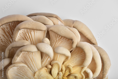 raw oyster mushrooms