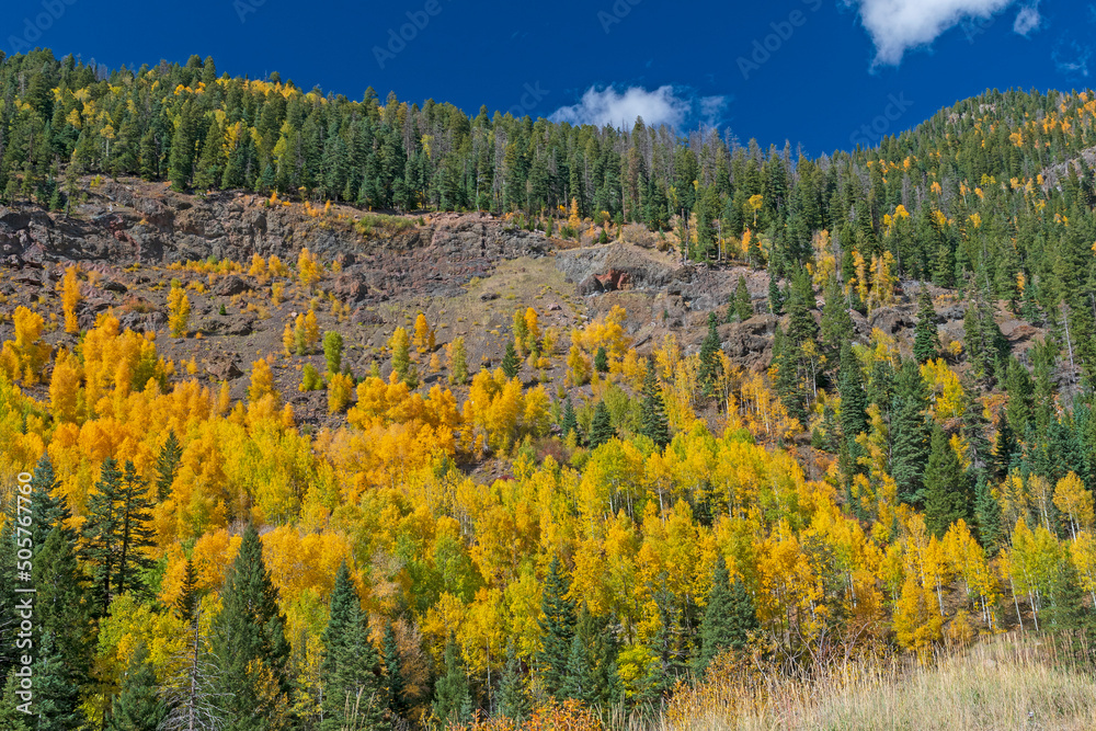 Yellow Aspen in the Fall Making Their Way Up a Rocky Slope