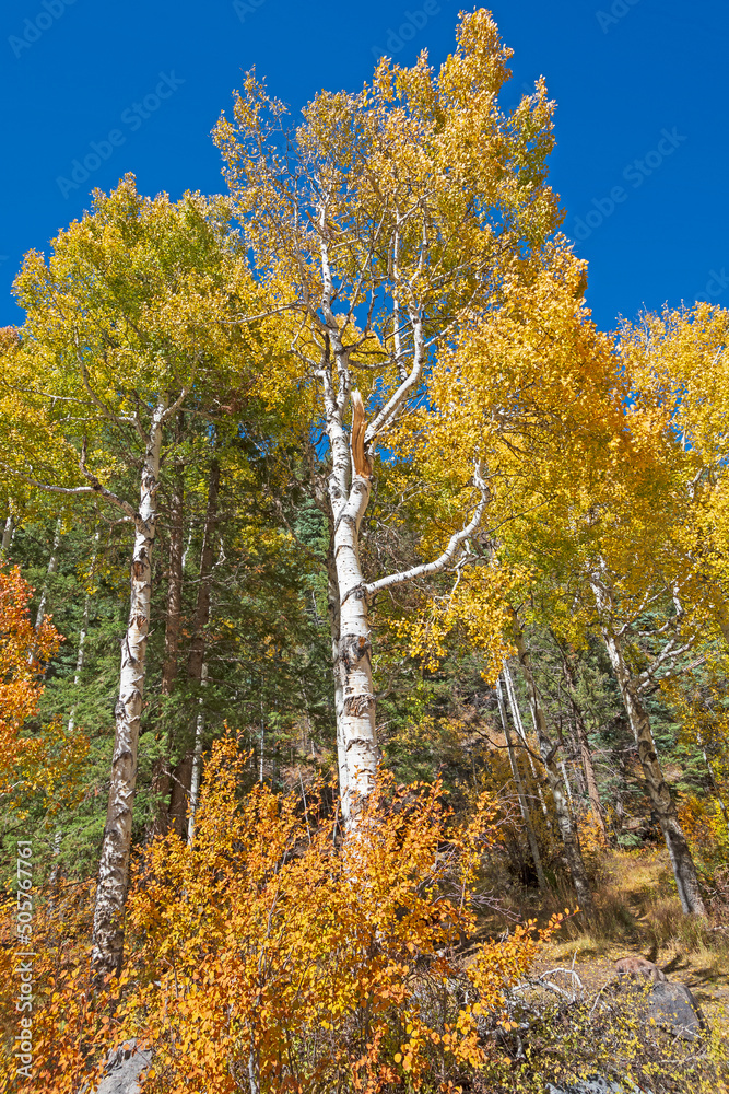 Dramatic Yellow Leaves on an Aspen in Fall