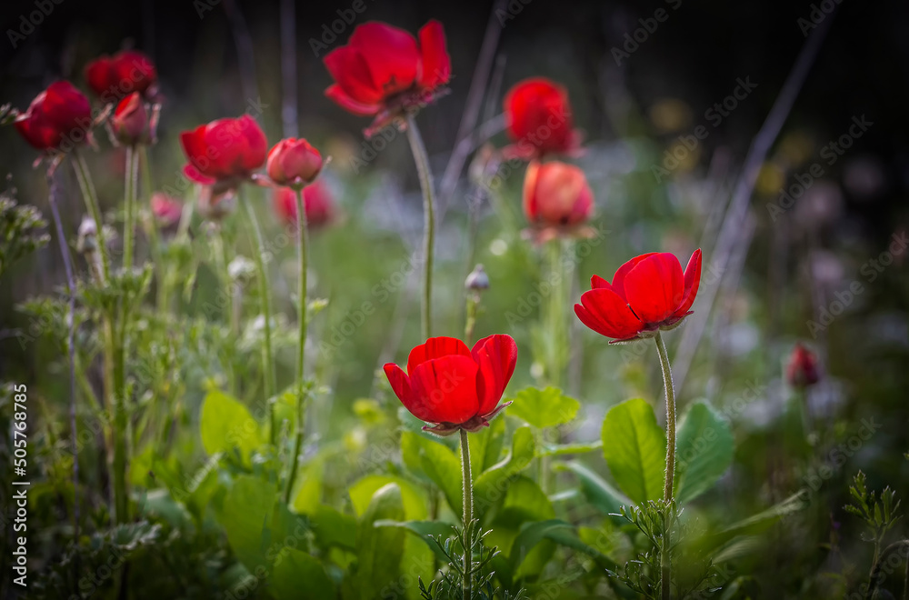 Fototapeta premium Red flowers of Anemone coronaria, the poppy anemone or windflower, the buttercup family Ranunculaceae, native to the Mediterranean region. Migdal HaEmek, Israel
