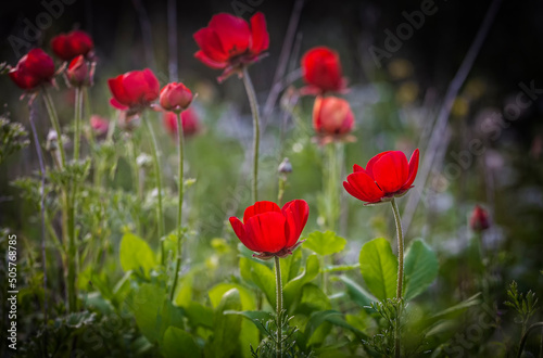 Red flowers of Anemone coronaria, the poppy anemone or windflower, the buttercup family Ranunculaceae, native to the Mediterranean region. Migdal HaEmek, Israel photo