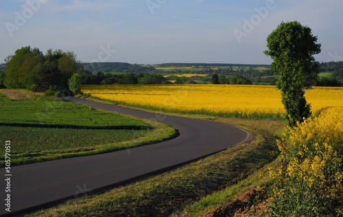 Droga z polem kwitnącego rzepaku i samotnym drzewem przed zachodem słońca, wiejski krajobraz w Polsce / A road with a flowering rape field and a lonely tree before sunset, rural landscape in Poland