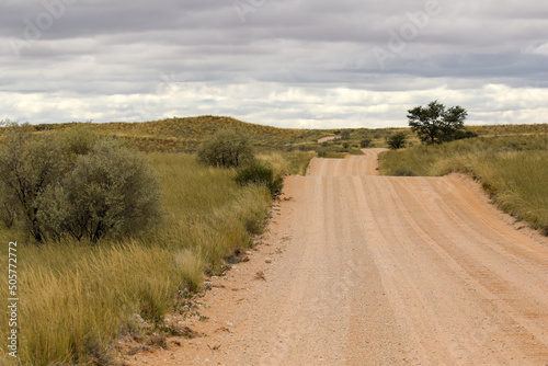 The 'green Kalahari' after all the rain, Kgalagadi, South Africa