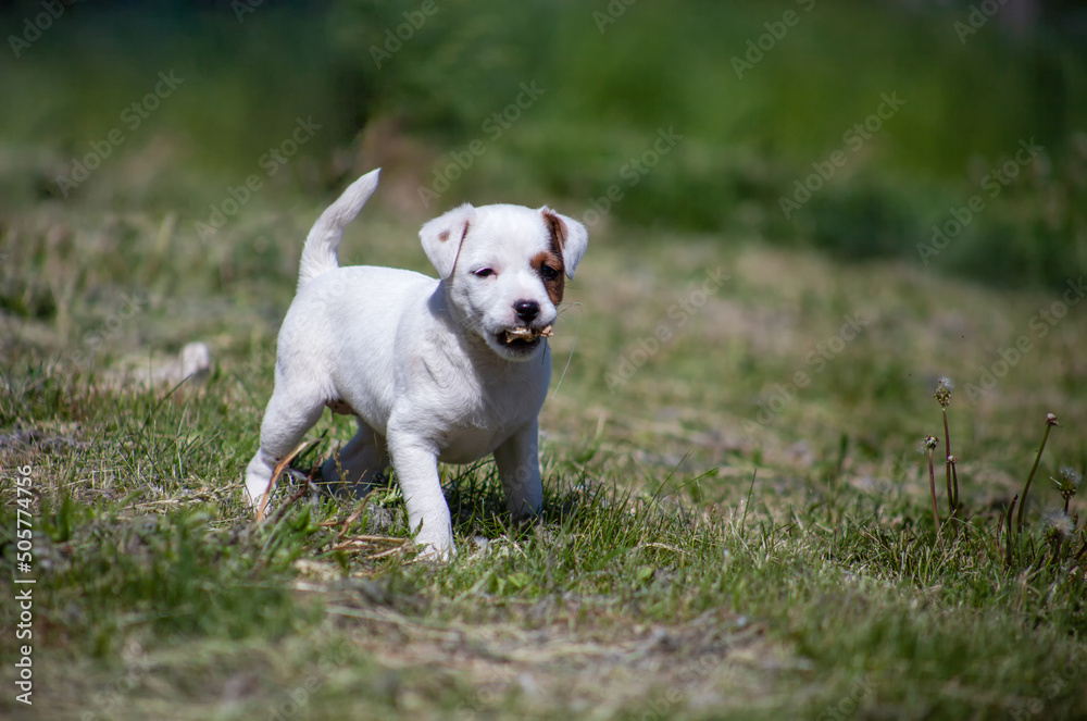 Puppy Jack Russell Terrier on the grass. Dog playing in nature.