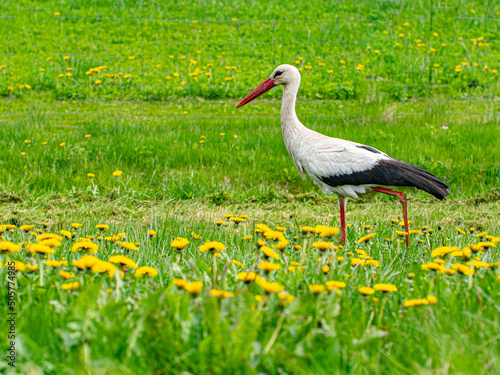 White stork is looking for frogs in a dandelion field