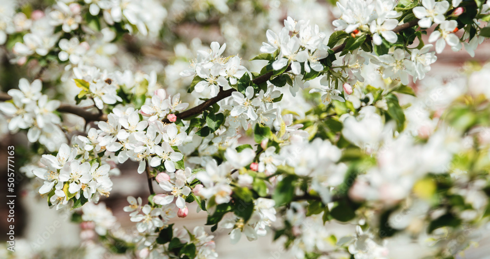 White blooming apple tree branches in spring, panorama White blooming apple tree branches in spring, panorama