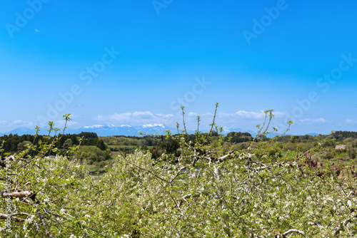 日本の果樹園の満開のリンゴの花と船形山 photo