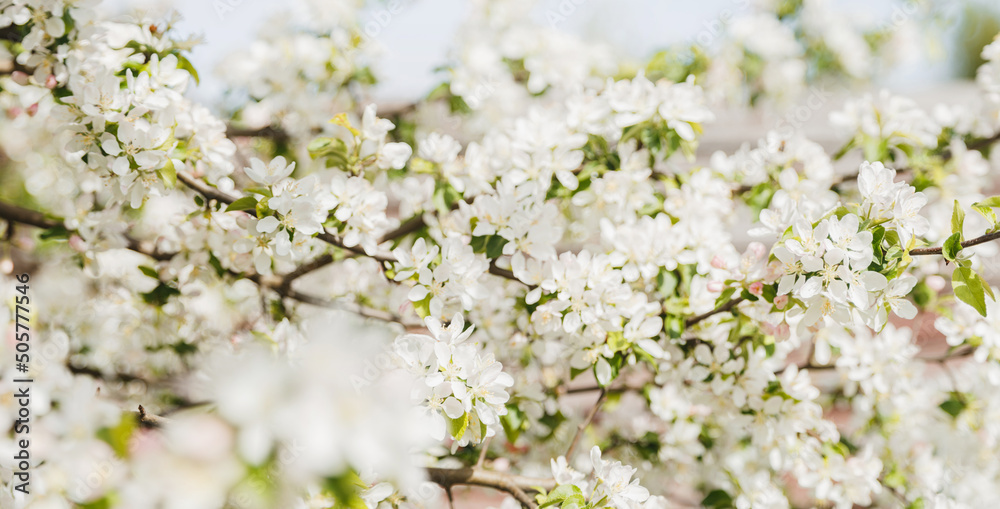 White blooming apple tree branches in spring, panorama White blooming apple tree branches in spring, panorama