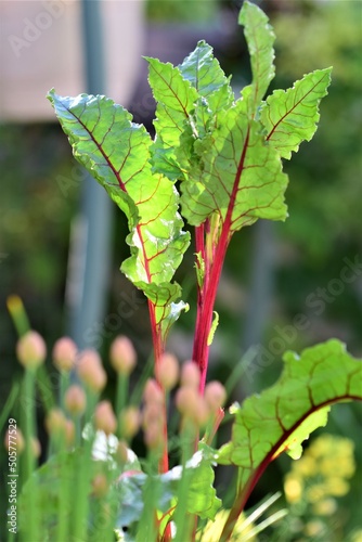 Red chard with chives in the foreground with different depth of field