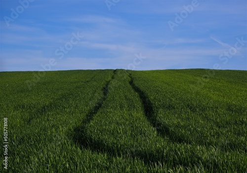 Ślady na polu z młodym, zielonym zbożem i błękitne niebo z chmurami, wiosna w Polsce, wieś / Traces in the field with young, green grain and blue sky with clouds, spring in Poland, countryside