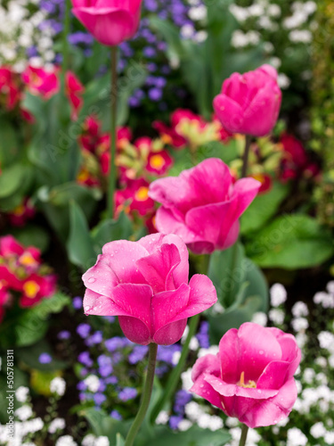 Fototapeta Naklejka Na Ścianę i Meble -  Tulipes roses