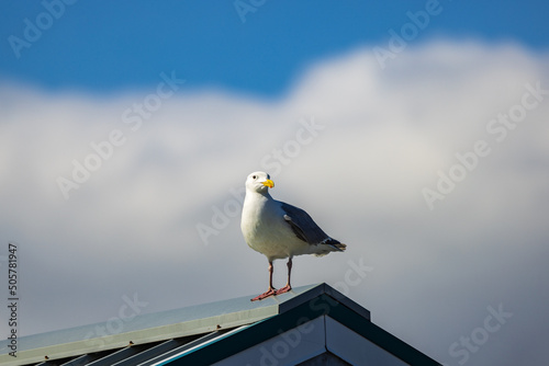 A seagull on a roof with blue skies and clouds