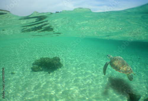 green sea turtle in its environment in the caribbean sea on a coral reef