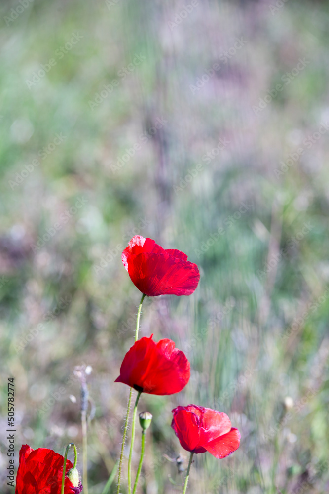Fototapeta premium red flowers