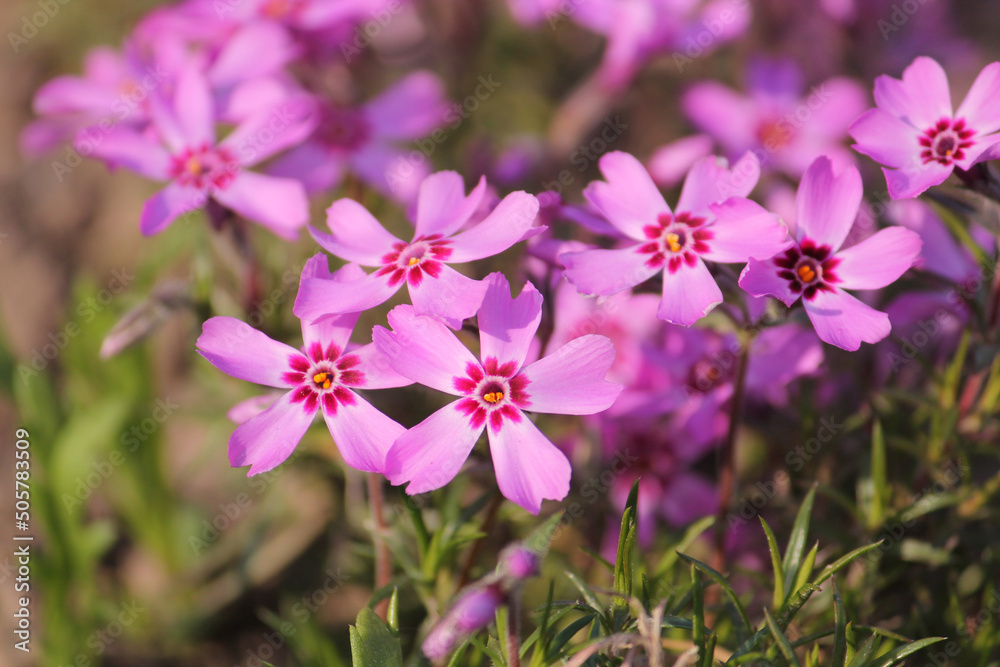 Pink flowers of Creeping phlox (Phlox subulata) close-up in garden