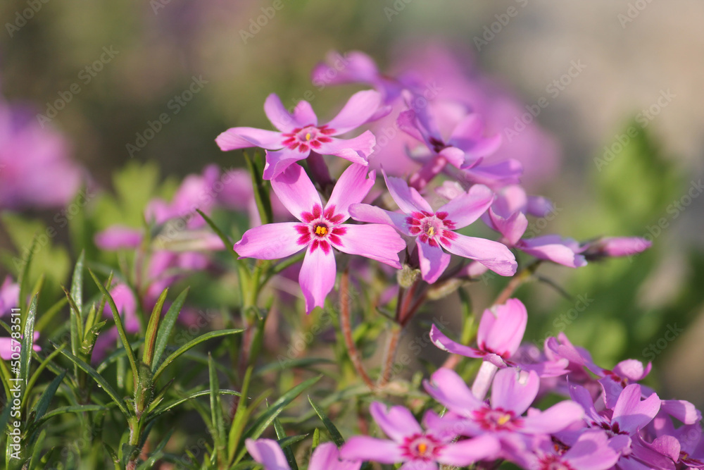 Pink flowers of Creeping phlox (Phlox subulata) close-up in garden