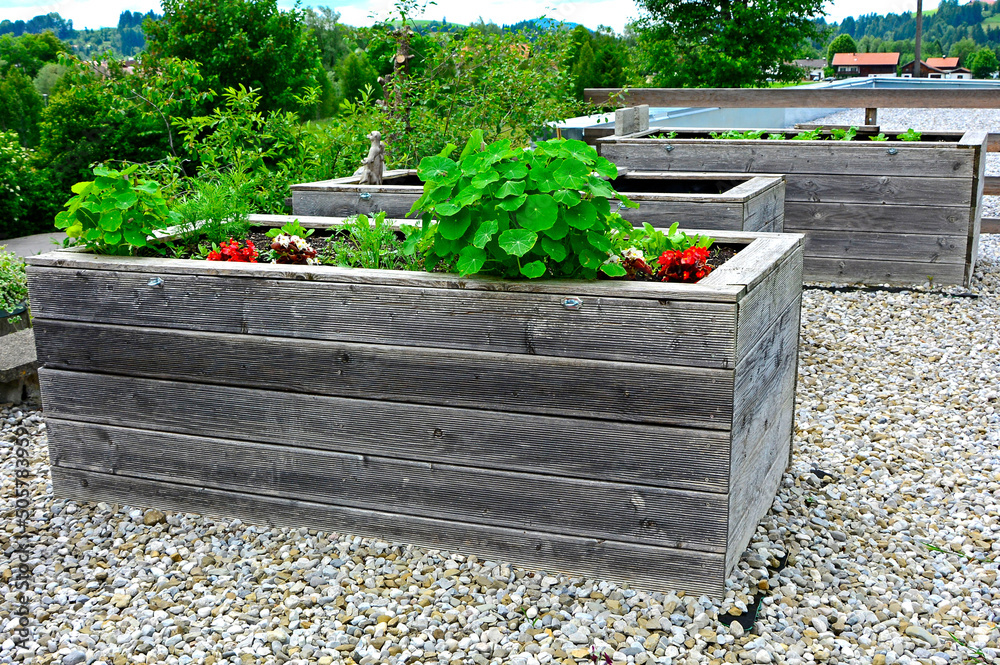 Obraz premium podwyżsone grządki drewniane, ogród warzywny, ogród kuchenny, raised bed,