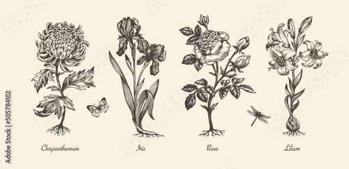 Botanical victorian illustration. Flower monochrome set. Engraved vintage style. Chrysanthemum, iris, lily and rose. Vector isolated design on a white background.   