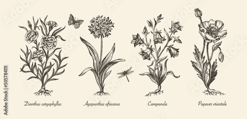 Botanical victorian illustration. Flower monochrome set. Engraved vintage style. Poppy, campanula, agapanthus and carnation. Vector isolated design on a white background.  