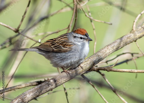 A chipping sparrow bird perched on a branch near a bird feeder.  © Matthew Jolley 