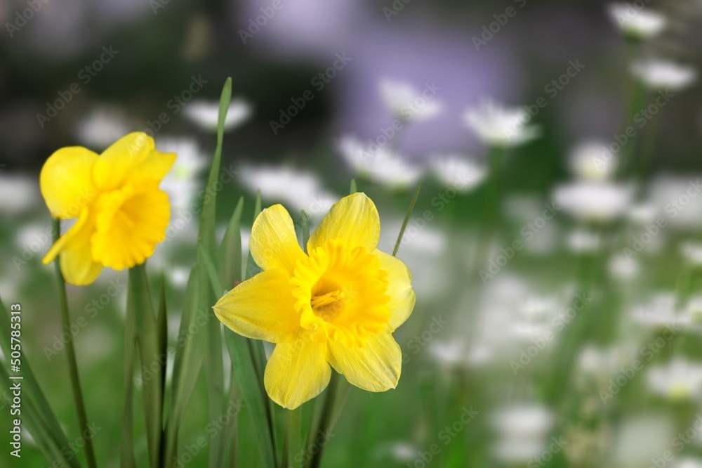 The spring cute yellow daffodils flowers on nature background The spring cute yellow daffodils flowers on nature background