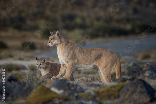 Pumas in Torres del Paine NP photo