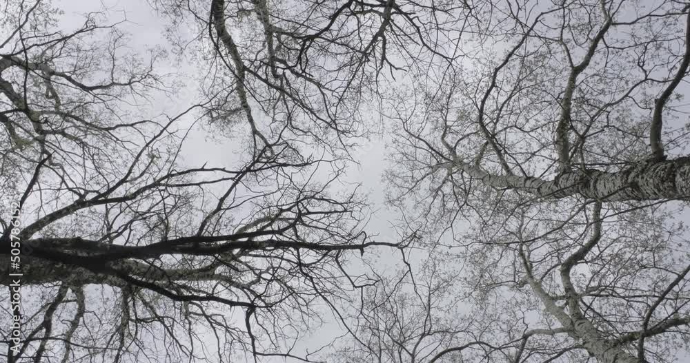 spinning and torsion and underneath tall poplar forest with clumsy branches. Trees growing in the sky spinning and torsion and underneath tall poplar forest with clumsy branches. Trees growing in the sky