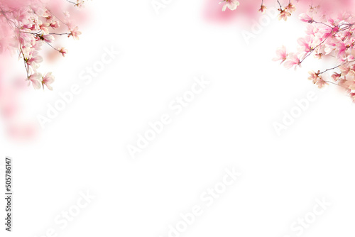 Fototapeta Naklejka Na Ścianę i Meble -  Blooming spring branch overlays, blossom, flowering trees, pastel spring summer, photo overlay, png
