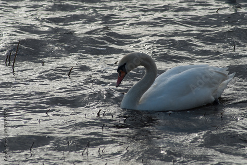 Fototapeta Naklejka Na Ścianę i Meble -  white swan on a gray background, in the photo the swan floats on the water