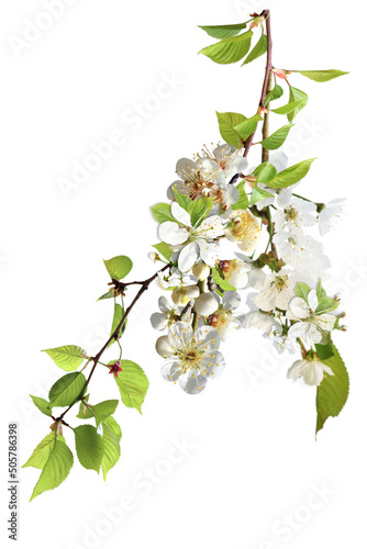 Blooming spring branch element s, blossom, flowering trees, pastel spring summer, photo element , png photo